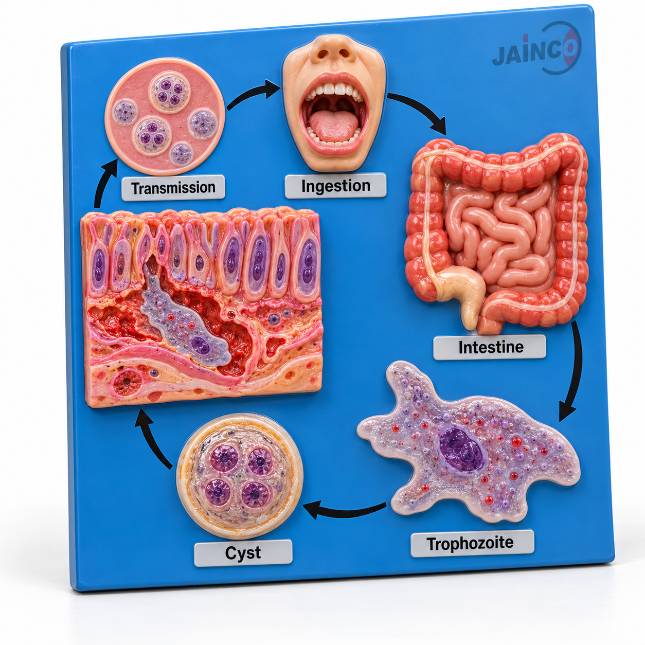 Life Cycle of Entamoeba Histolytica Model